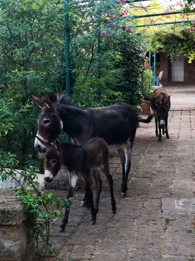 Trepuzzi Masseria Provenzaniヴィラ エクステリア 写真